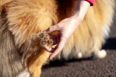 Thistles are hanging on a dog fur clipart