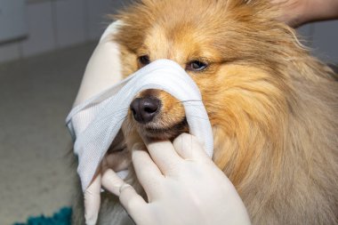 İnsan bir köpek burun çevresinde bir bandaj koyar