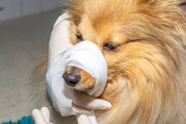 İnsan bir köpek burun çevresinde bir bandaj koyar