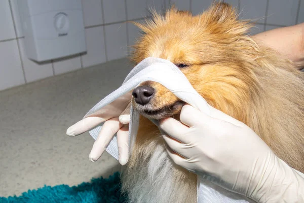 Humano Coloca Uma Bandagem Redor Focinho Cão — Fotografia de Stock