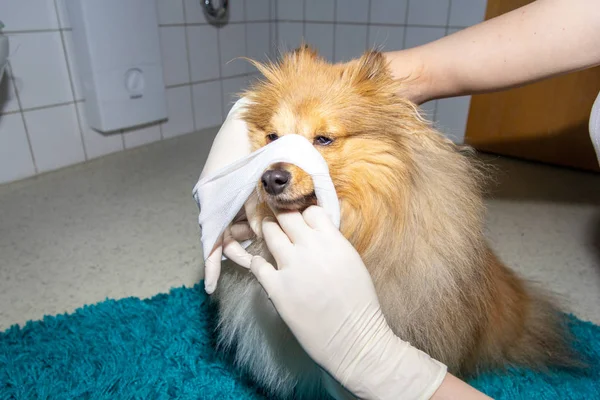 人間は 犬の鼻の周りの包帯を置く — ストック写真