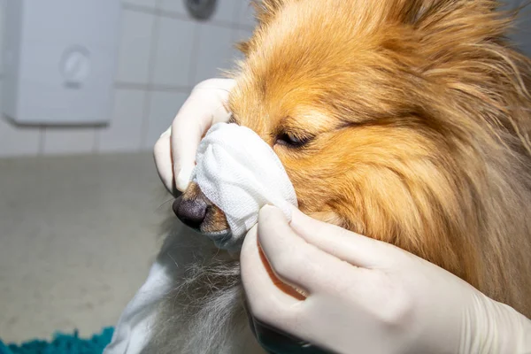 Humano Coloca Uma Bandagem Redor Focinho Cão — Fotografia de Stock