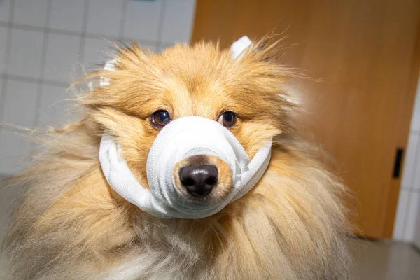 Humano Coloca Uma Bandagem Redor Focinho Cão — Fotografia de Stock