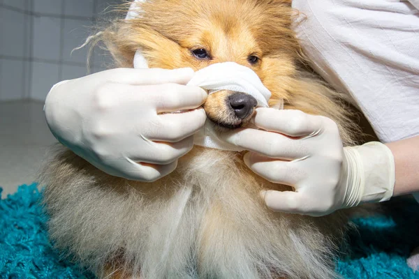 Human puts a bandage around the snout of a dog