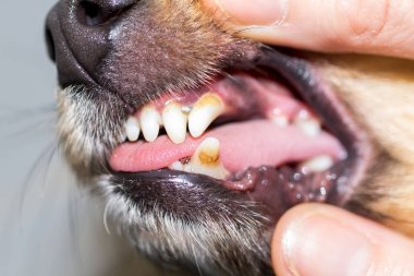 bir köpek ağız insan bir yandan