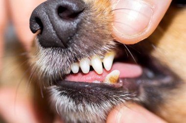 bir köpek ağız insan bir yandan