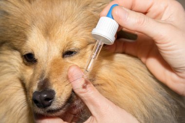 shetland çoban köpeği köpek ilacını alır