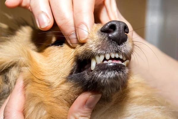 Human Hand Dog Mouth — Stock Photo, Image