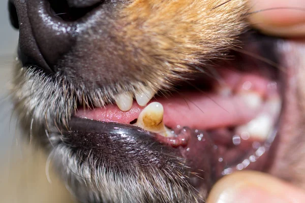 a human hand on a dog mouth