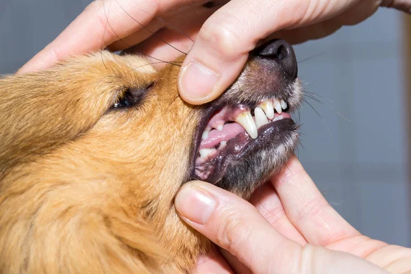 Eine Menschliche Hand Auf Einem Hundemund — Stockfoto