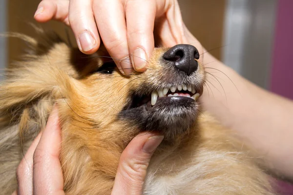 a human hand on a dog mouth