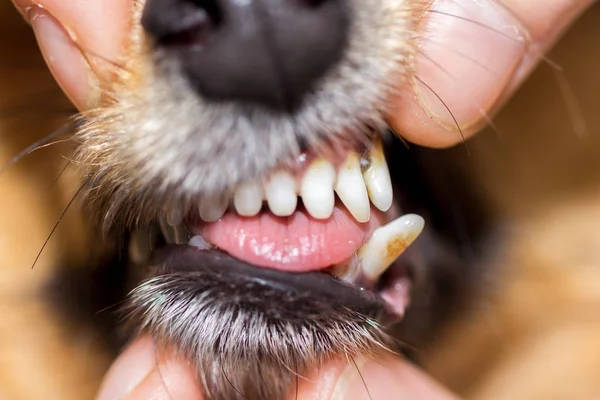 a human hand on a dog mouth