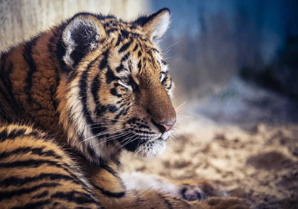 Young tiger lies on a sandy ground