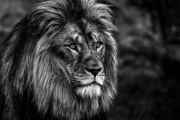 Portrait Lion Noir Blanc — Photo