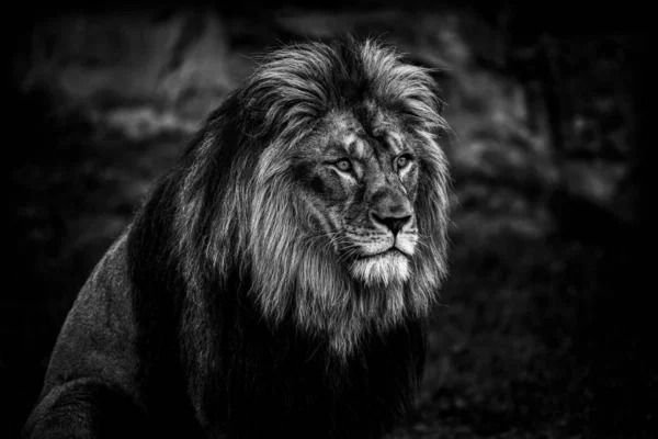 Porträtt Ett Lejon Svart Och Vitt — Stockfoto