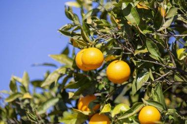 Lezzetli portakallar portakal ağacında asılı.