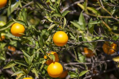 Lezzetli portakallar portakal ağacında asılı.
