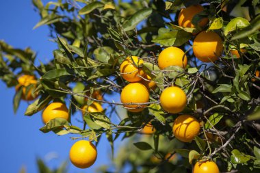 Lezzetli portakallar portakal ağacında asılı.