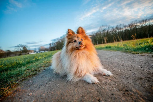 Giovane Cane Pastore Delle Shetland Giace Terreno — Foto Stock