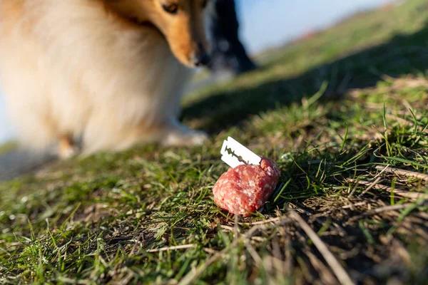 Шетландські Вівцепси Перед Приманкою Собак Ліцензійні Стокові Зображення