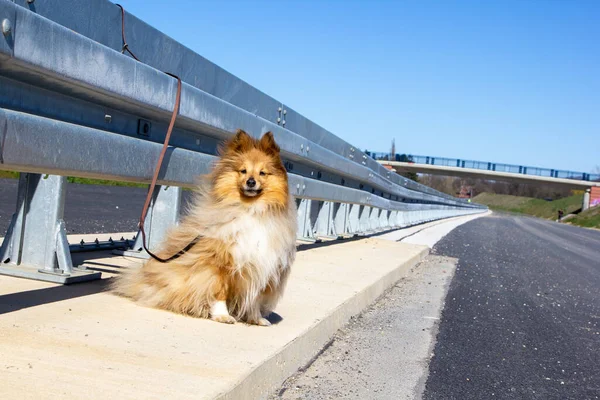 高速道路にはシープドッグが捨てられている — ストック写真