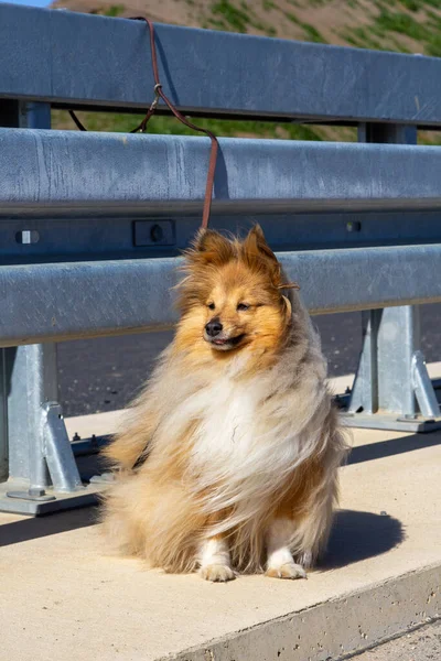 Ein Schäferhund Wurde Auf Der Autobahn Ausgesetzt — Stockfoto