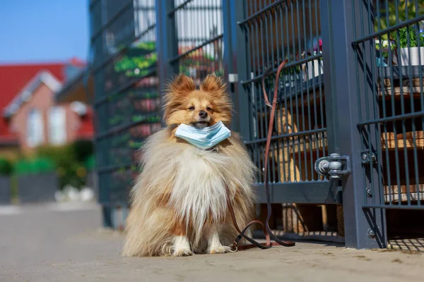 Shetland Sheepdog Con Una Máscara Facial Atada Supermercado — Foto de Stock