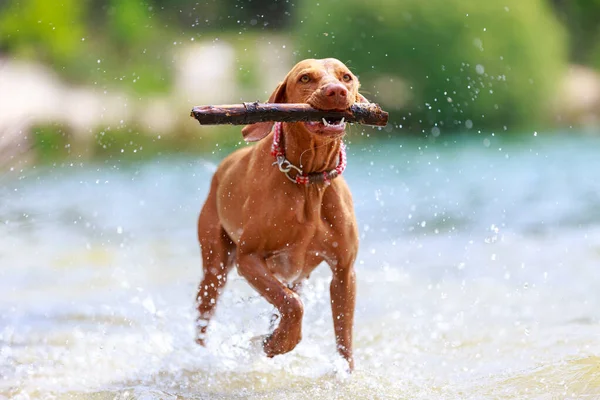 Porträt Eines Jungen Magyarischen Hundes Viszla — Stockfoto