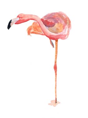 sulu boya pembe flamingolar