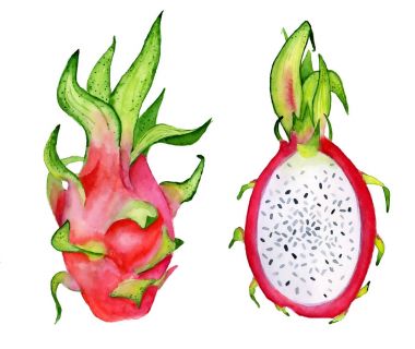Dragon meyve dilim suluboya elle çizilmiş illüstrasyon