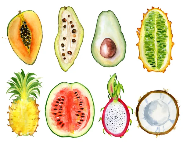 Tropikal meyve dilim suluboya elle çizilmiş illüstrasyon — Stok fotoğraf