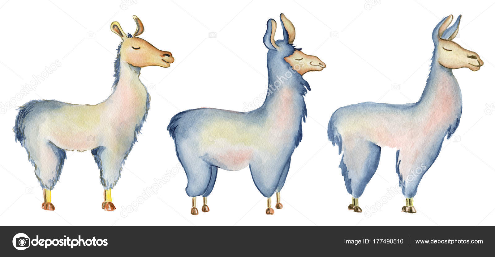 かわいいラマ漫画のキャラクターは 水彩イラスト アルパカ動物
