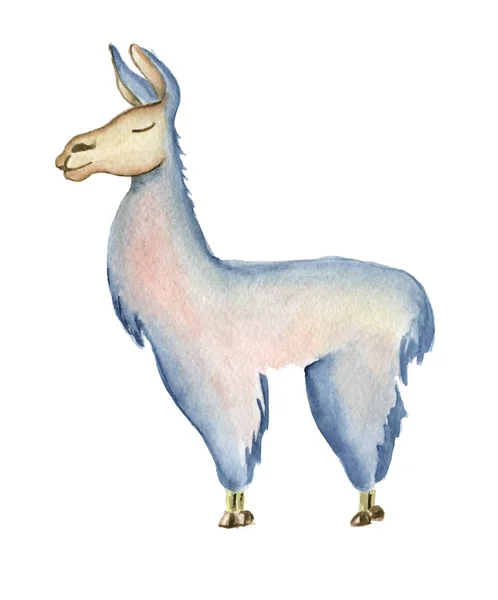 Desenho animado bonito Llama personagem aquarela ilustração, animal Alpaca, estilo desenhado à mão. Fundo branco isolado — Fotografia de Stock