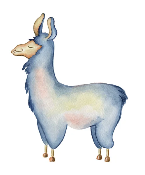 Roztomilý Lama kreslená postava akvarel ilustrace, Alpaka zvíře, ručně tažené stylu. Izolované bílé pozadí — Stock fotografie