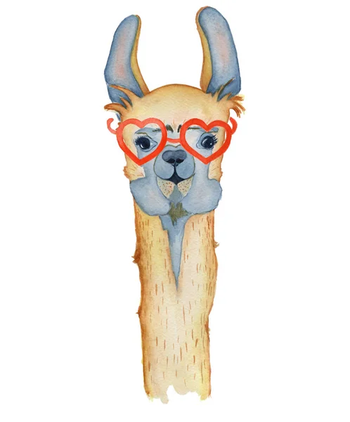 Kırmızı gözlük suluboya resim, alpaka hayvan, elle çizilmiş tarzı ile şirin Lama çizgi film karakteri. İzole beyaz arka plan — Stok fotoğraf