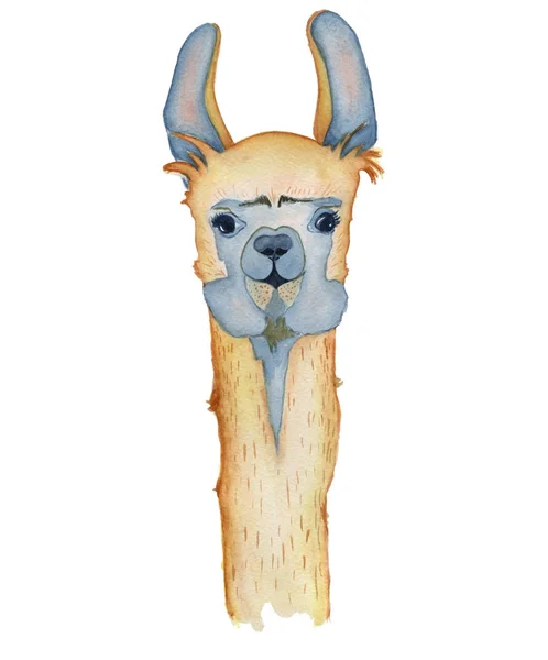 Carino cartone animato Llama personaggio acquerello illustrazione, animale Alpaca, stile disegnato a mano. Isolato sfondo bianco — Foto Stock