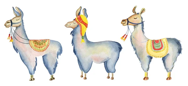 Lindos personajes de dibujos animados Llama establecer la ilustración de acuarela, animales Alpaca, estilo dibujado a mano. Fondo blanco aislado —  Fotos de Stock