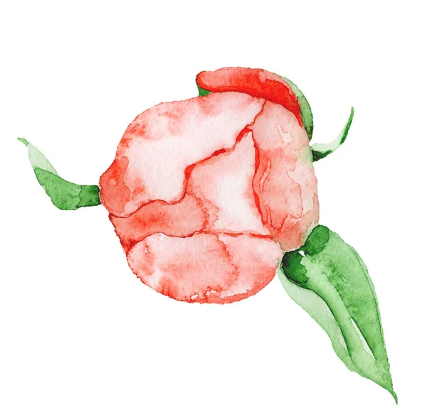 Aquarelle fleur pivoine rouge Illustration dessinée à la main — Photo