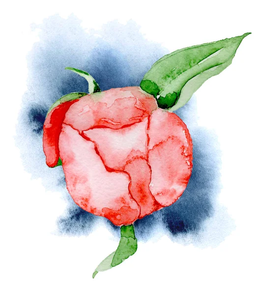Aquarela flor de peônia vermelha ilustração desenhada à mão — Fotografia de Stock