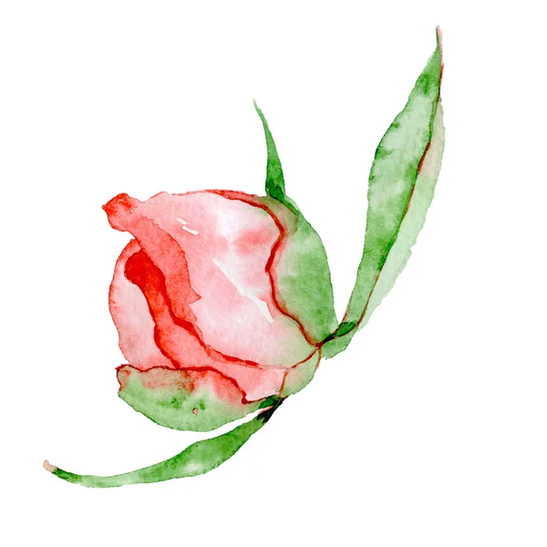 Akvarell piros pünkösdi rózsa virág kézzel rajzolt ábra — Stock Fotó