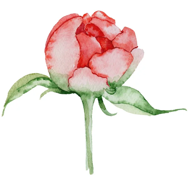 Aquarela flor de peônia vermelha ilustração desenhada à mão — Fotografia de Stock