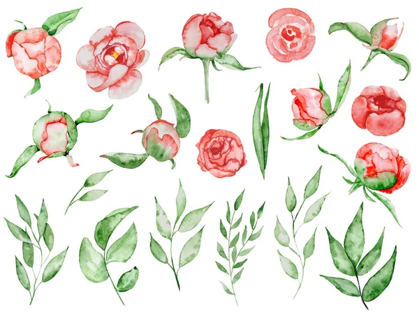 Watercolor red peonies flowers and leaves set Hand drawn illustration — Stock Photo, Image