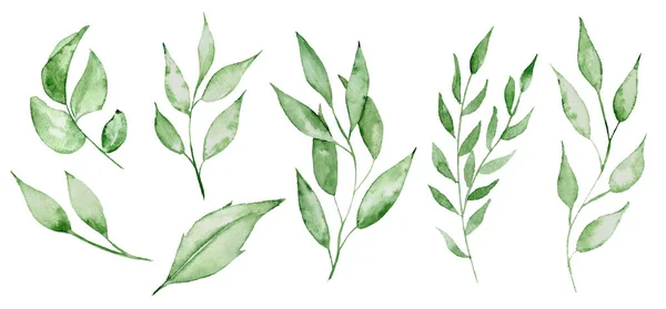Aquarel groene bladeren en brunches groen kruid hand rawn illustratie — Stockfoto