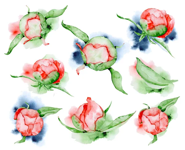 Suluboya kırmızı peonies çiçek ve yaprakları elle çizilmiş şekil ayarla — Stok fotoğraf