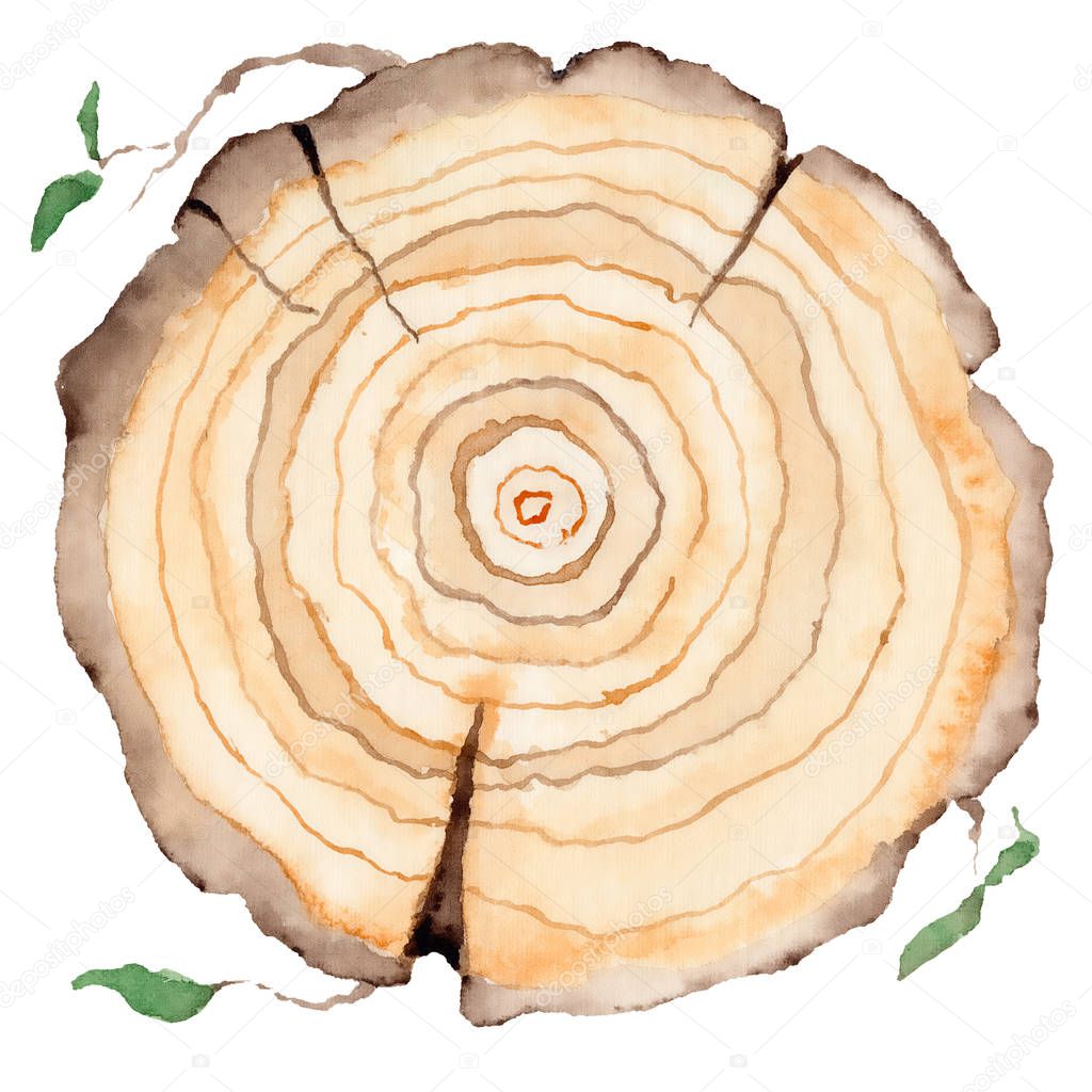 Wood slice. Tree rings. Watercolor illustration.  