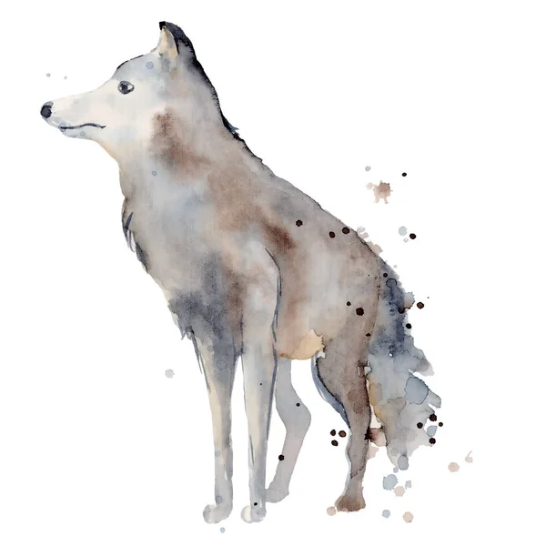 Akwarela wilk ilustracja dziki leśny zwierzę — Zdjęcie stockowe