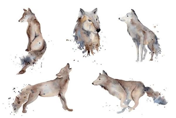 Watercolor wolf illustration wild forest animal