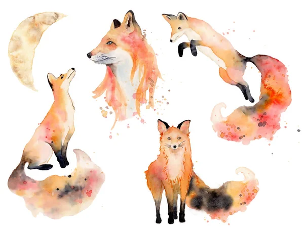 Watercolor fox Animals illustration isolated on white background. — Stock Photo, Image