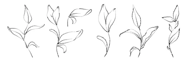 Conjunto vectorial de plantas dibujadas a mano. Bosquejo botánico — Vector de stock