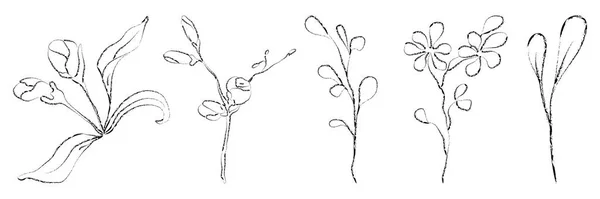 Vector set of hand drawn plants. Botanical sketched — 图库矢量图片